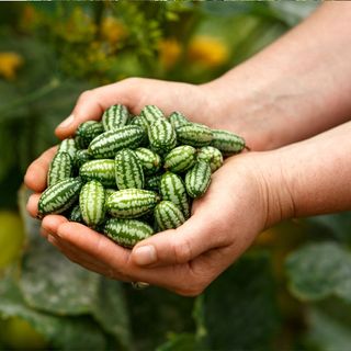 A glut of cucamelons being held in a farmer's hands shortly after being harvested from the vine