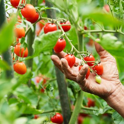 Gardener holds indeterminate tomatoes in hands