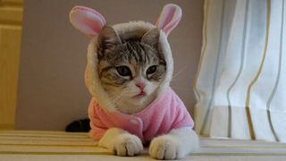 Cat dressed up as rabbit