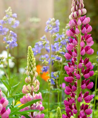 A backyard with light purple and dark pink spiked lupin plants on the green lawn