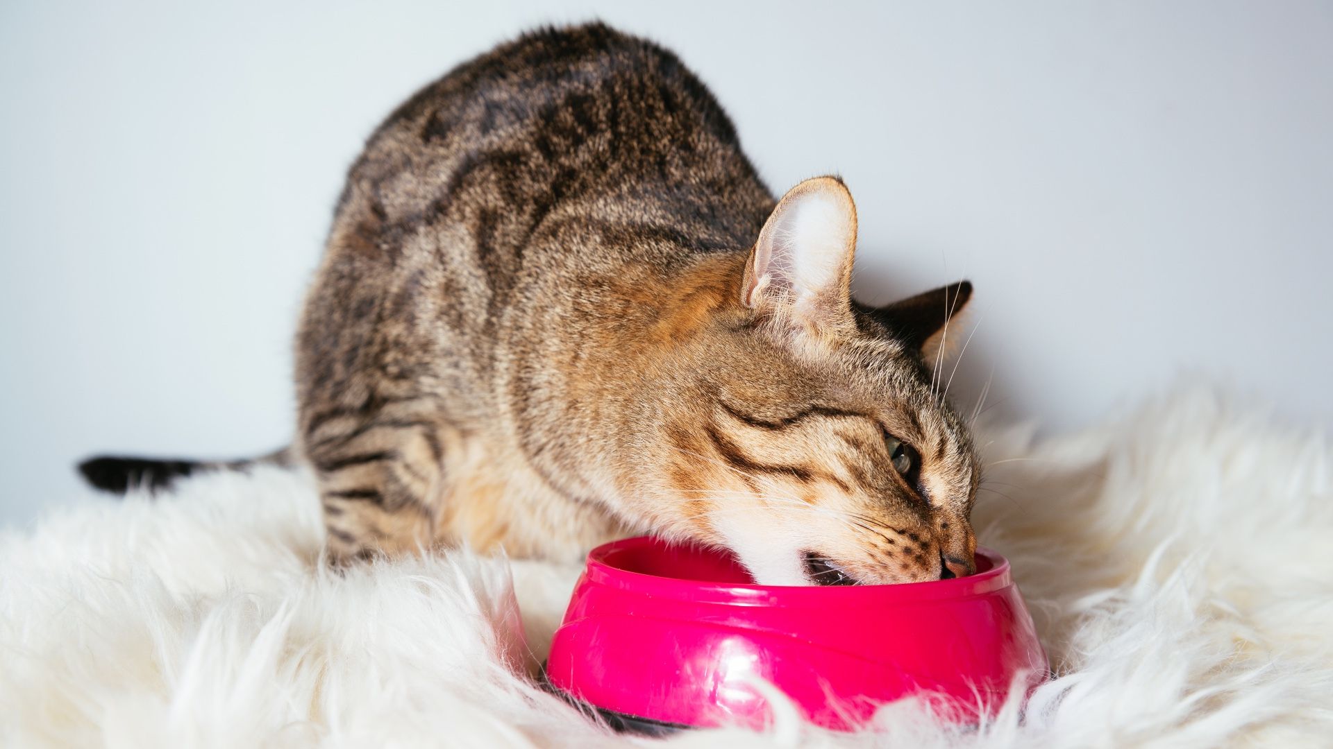 How long can cats go without food? When to be concerned if your cat