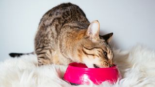 Cat eating out of pink bowl