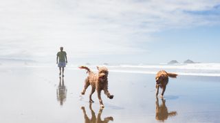 Two dogs running along the beach