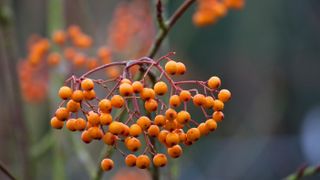 sorbus are great plants for winter interest