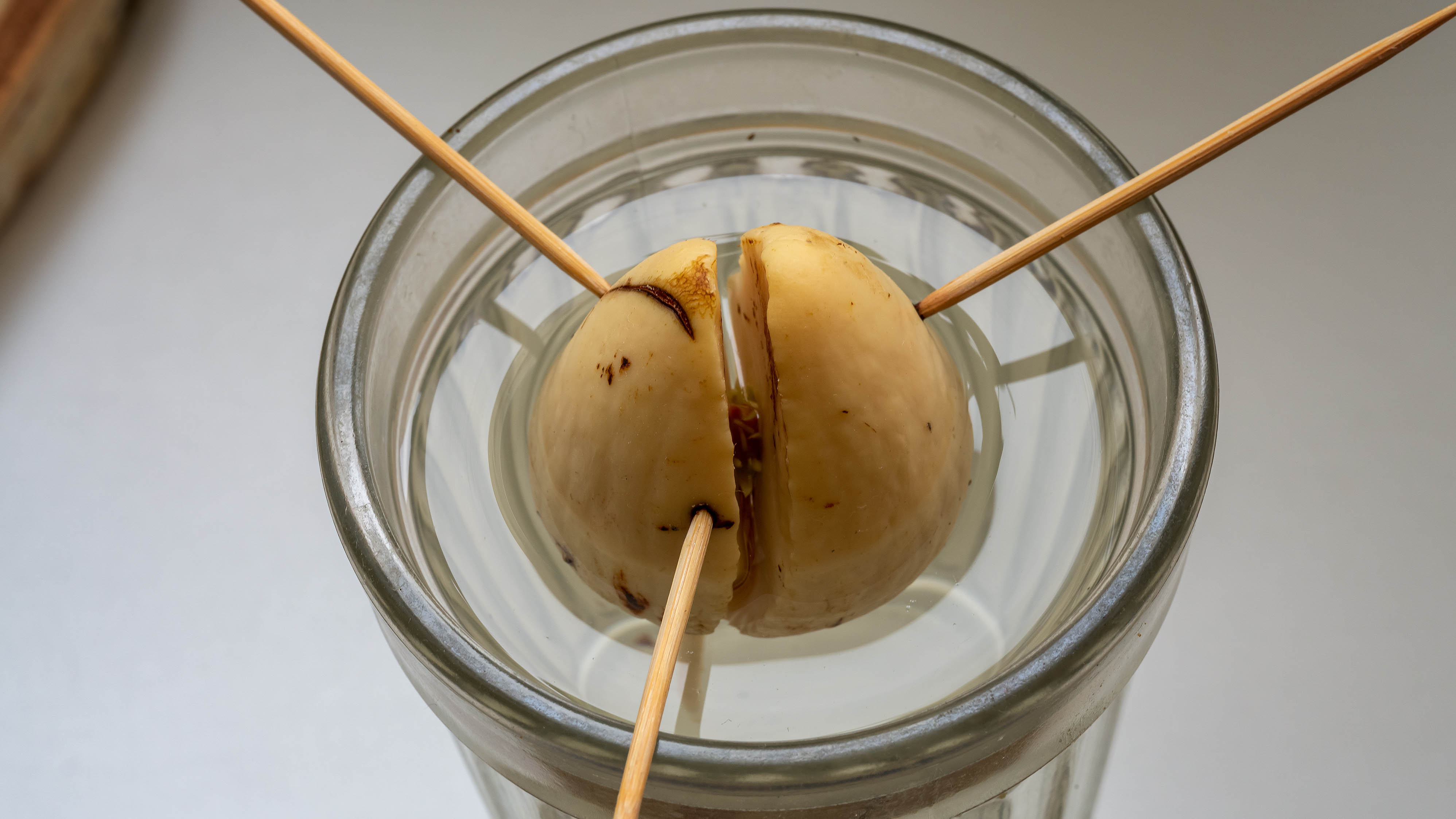 An avocado seed which has been pierced with toothpicks and is suspended above a glass of water.