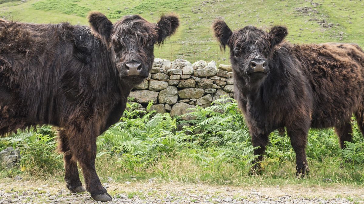 British Hiker Hospitalized After Being Trampled By Cows | Advnture