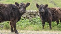 Two cows in the Lake District, UK