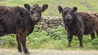 Two cows in the Lake District, UK