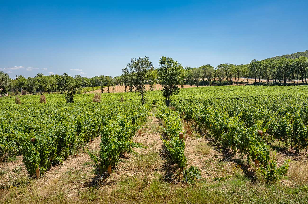 Aix-en-Provence vineyard estate listed for sale by Christie's