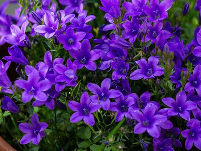 Bring On The Bellflowers: Campanula Varieties For Every Garden ...