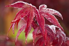 Frost On Japanese Maple Tree Leaves