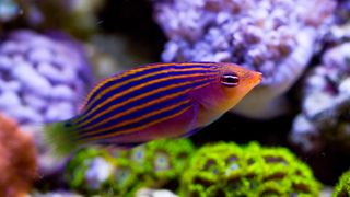 Six Line Wrasse in aquarium