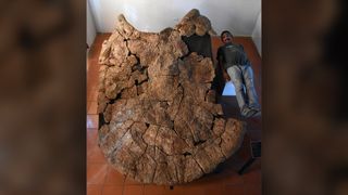 Studie hoofdonderzoeker Edwin Cadena, een universitair hoofddocent paleontologie aan de Universidad del Rosario in Colombia, onderzoekt een van de Stupendemys geographicus mannelijke schildpaddenschilden tijdens een opgraving in 2016.