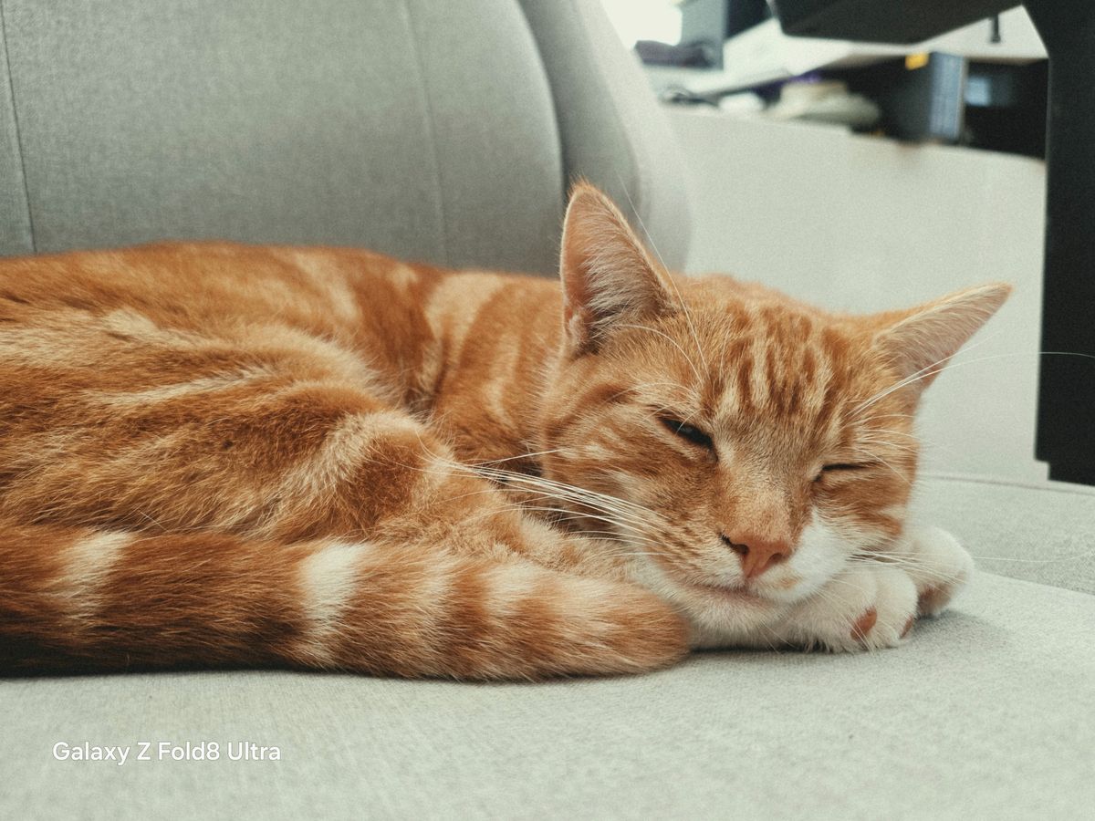 Ginger tabby cat curled up and resting on a pale gray chair.