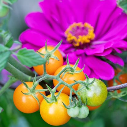 Amethyst zinnia growing with tomatoes on the vegetable plot