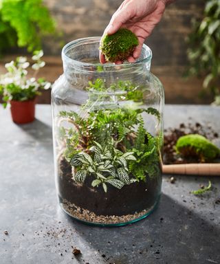 large glass terrarium filled with plants