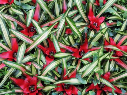 Red-Green Earth Star Plants