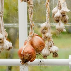 Harvested onions and garlic hanging to dry next to window