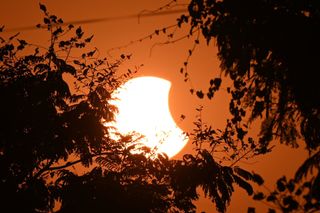 A partial solar eclipse spied through the trees with an orange sky