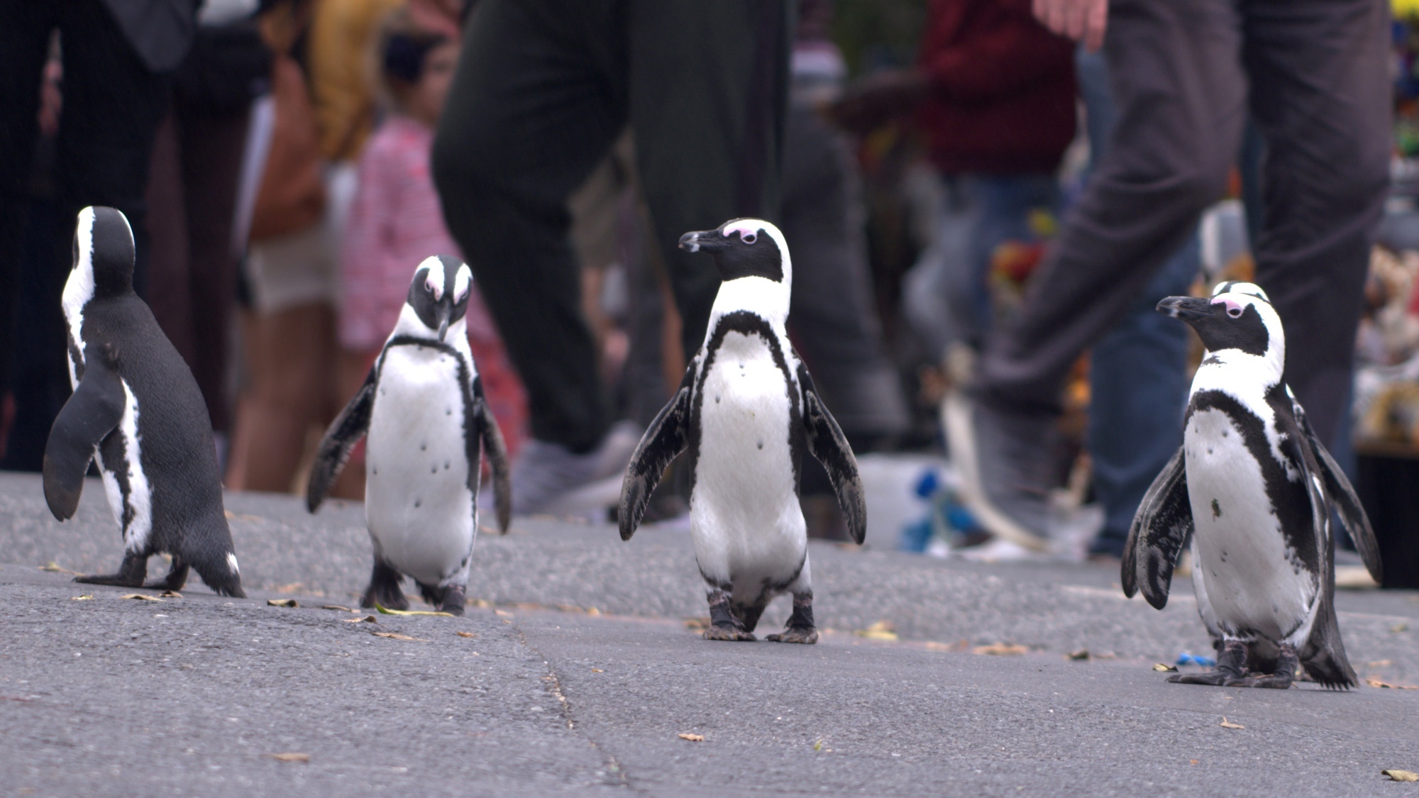 Penguin town netflix