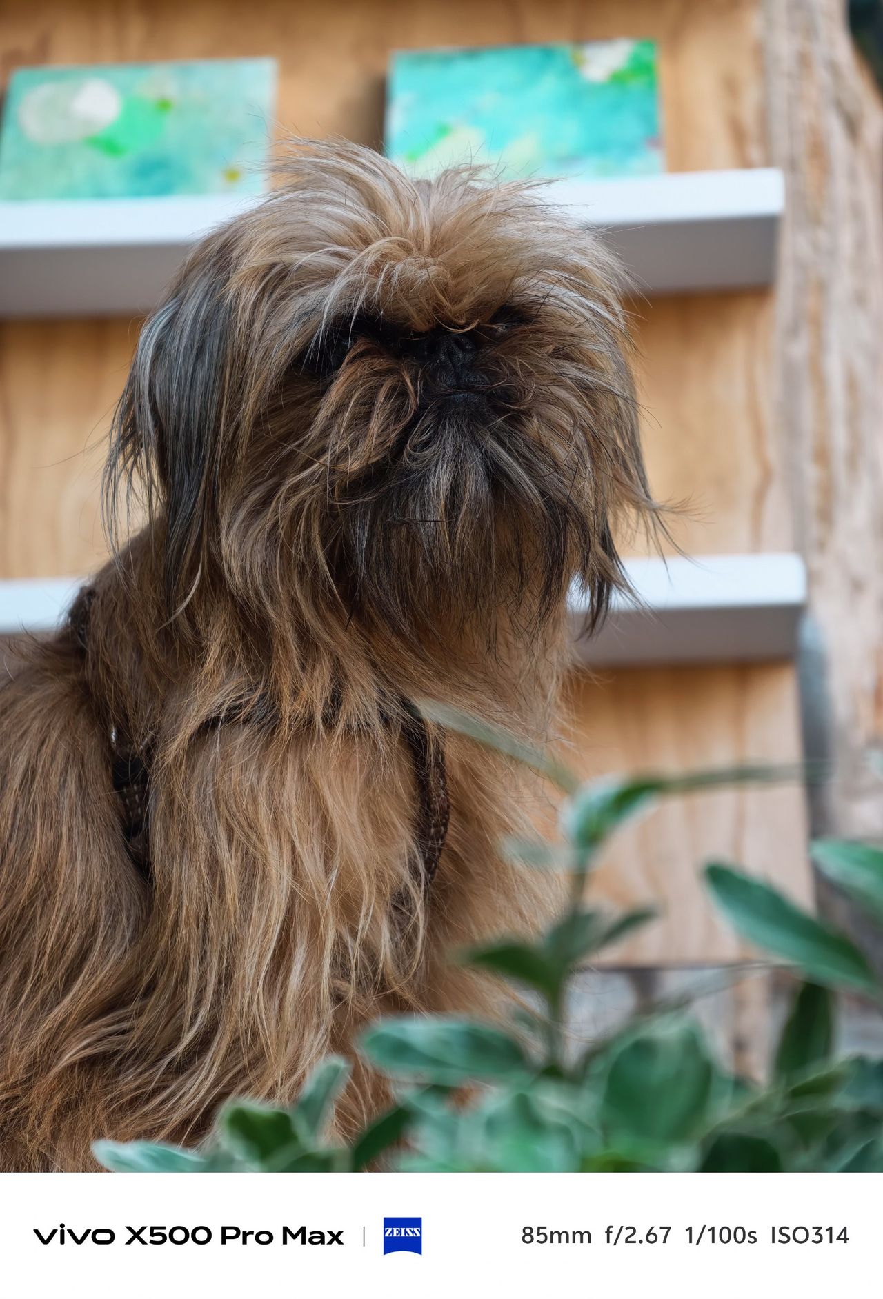Close-up portrait of a small shaggy brown dog with long fur and a dark face.