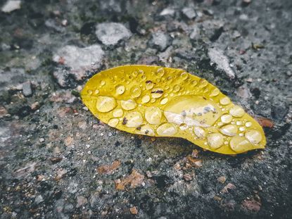 acid rain effects on plants and trees
