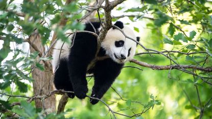 Panda cub Xiao Qi Ji hangs out in a tree at the Smithsonian's National Zoo.