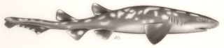 A scientific drawing of Bythaelurus giddingsi.