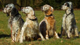 Four english setters