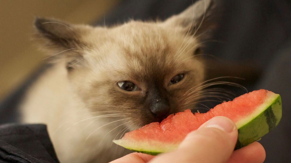 A kitten eating watermelon 