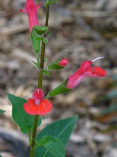 Red-Pink Eyelash Sage Plants