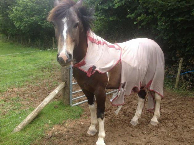 “This is my pony Eric who decided he’d rather enjoy being Superman for the day. Unfortunately he’s a classic rug-wrecker who loves nothing better than to produce yet another ruined rug!” — Laura Symons