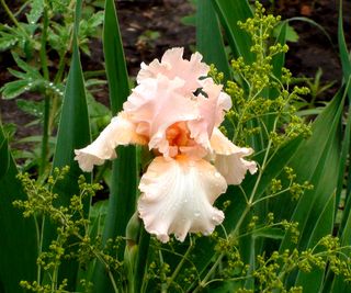 bearded iris ‘Beverly Sills’ in bloom in summer