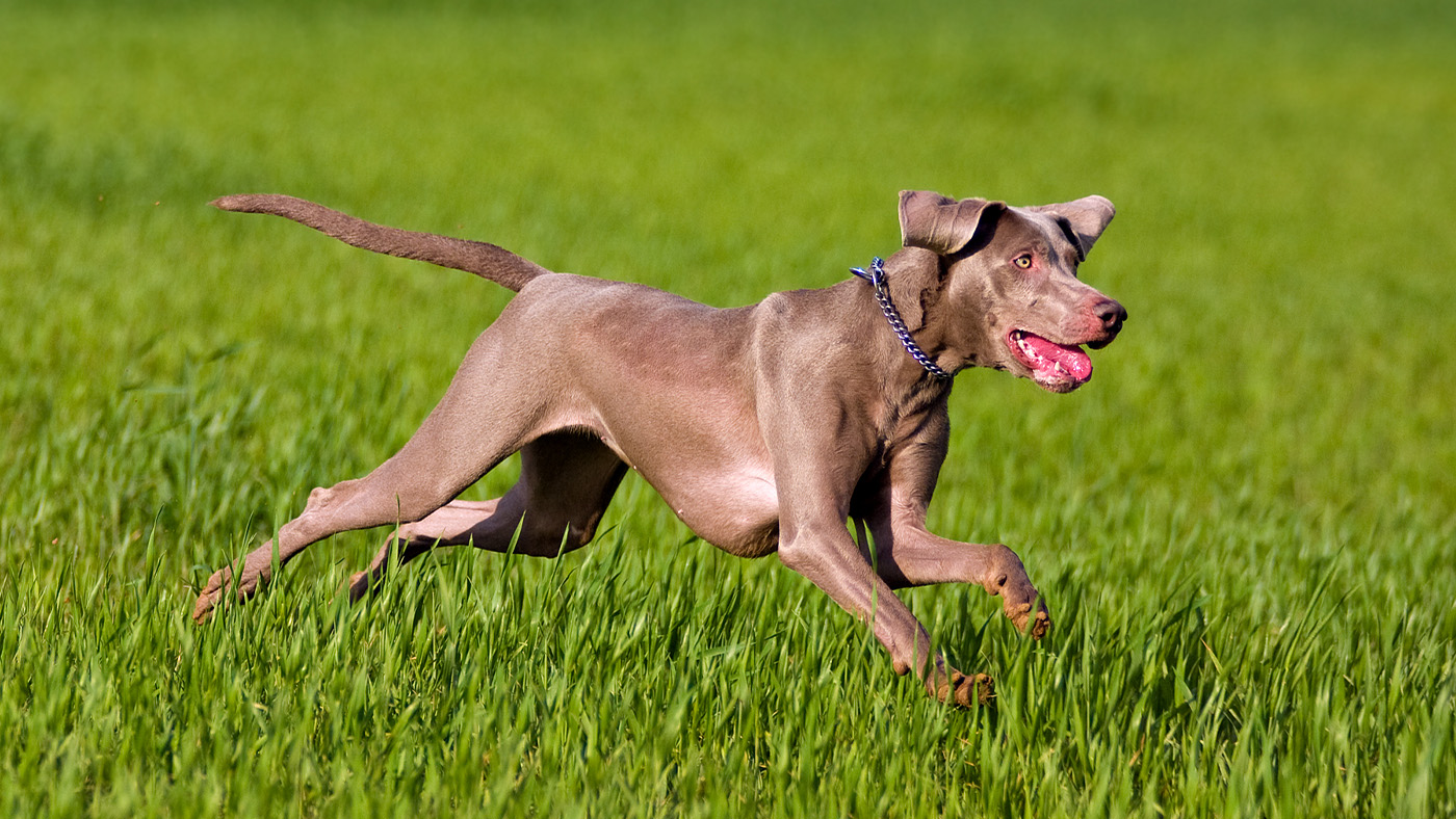 Weimaraner chasing prey out of shot