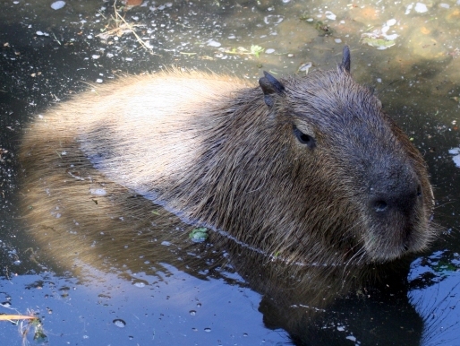 Beaver