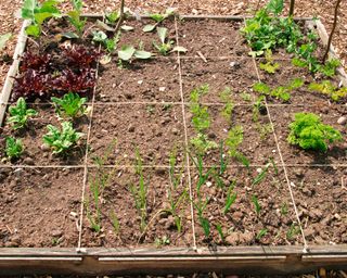 Vegetable garden divided into sections with string