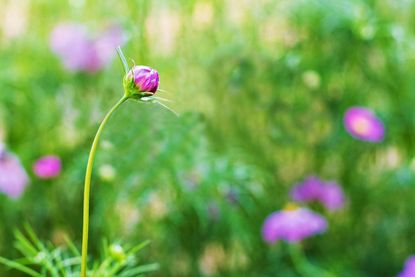 flower bud