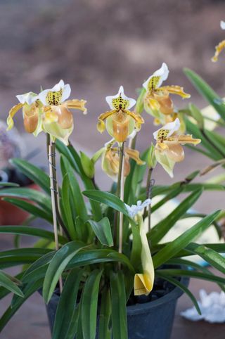 Lady slipper paphiopedilum orchid