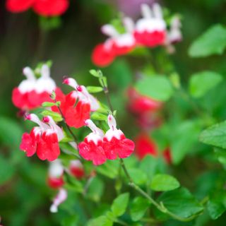 Salvia jamensis with red and white flowers