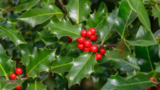 A sprig of holly up close with berries