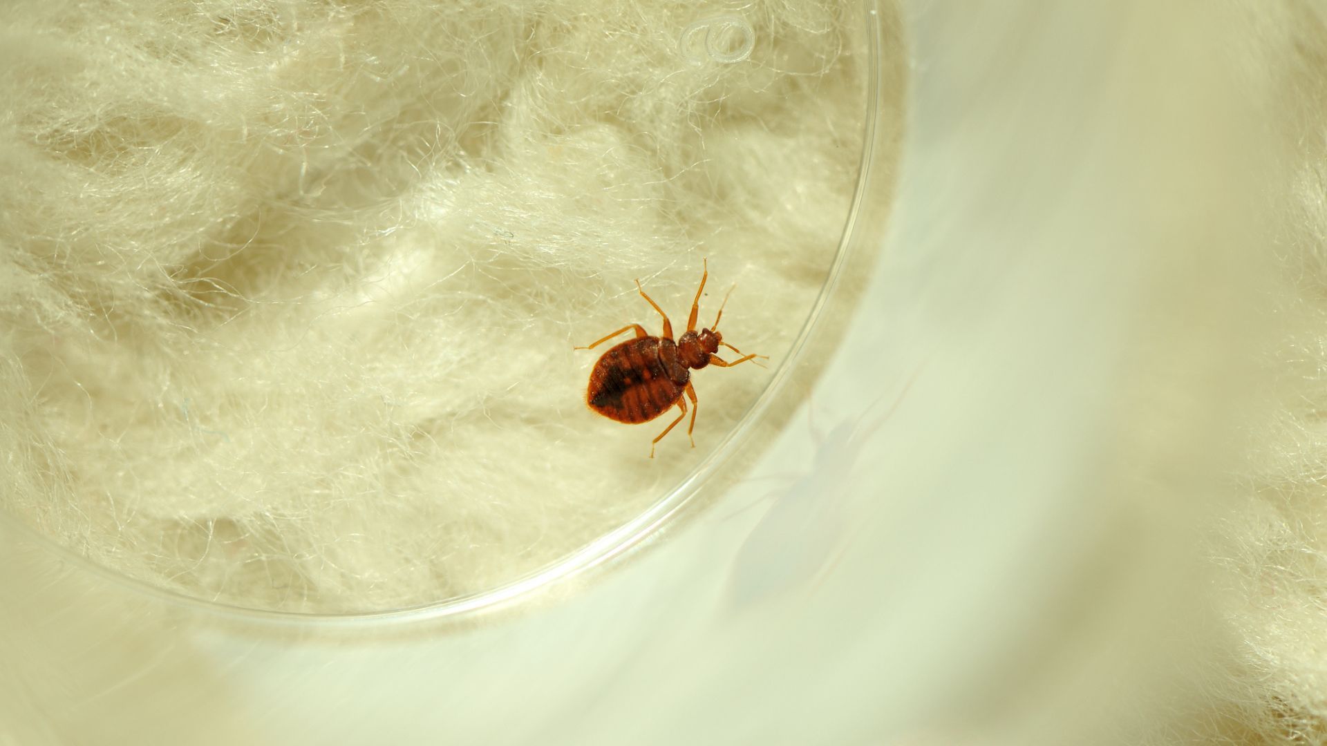 What are bed bug traps and do they really work? | Tom's Guide, image size:1920x1080