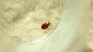 A small brown bed bug trapped in a glass jar on top of some soft fabric