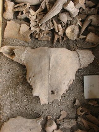 A cattle skull from Corinth
