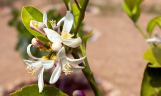 Lemon blossom on lemon tree