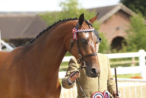 Bankswood Airs And Graces at Midlands County