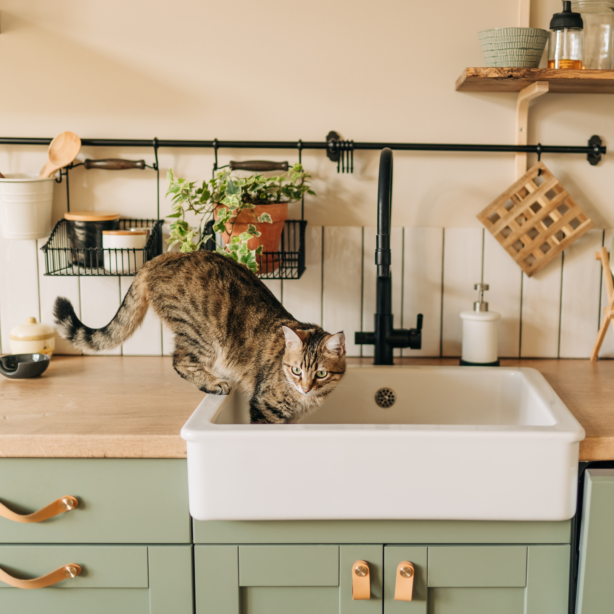 Insolent assertive cat walks on kitchen counter to get into belfast sink.
