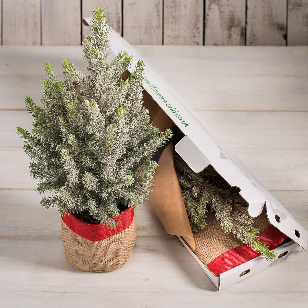 Send a little festive feelgood with Morrisons mini Christmas trees by
