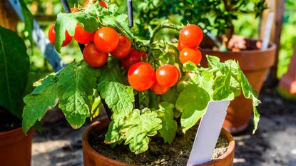 Tomato plants