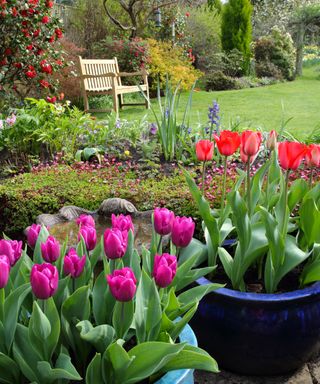 Spring weather changes: a garden with tulips
