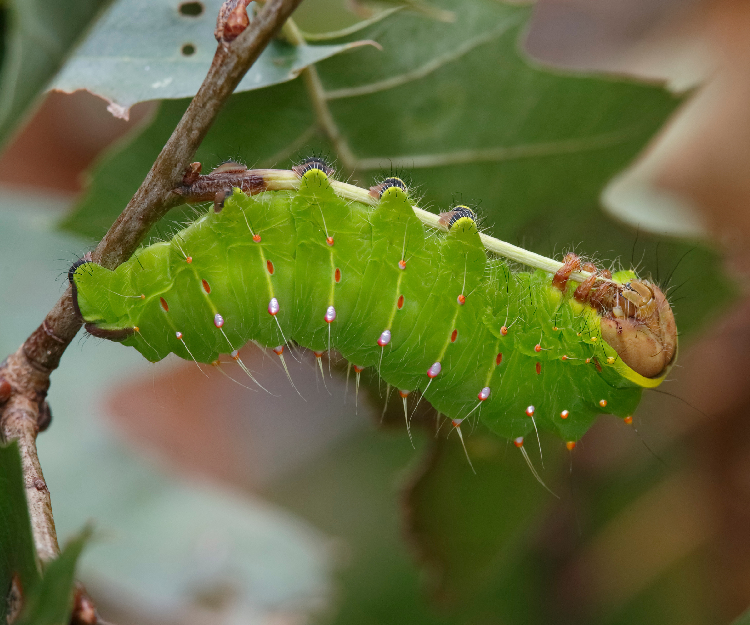Polyphemus Moth Larva (Antheraea polyphemus) Feeding on Oak Leaves - Ontario, Canada